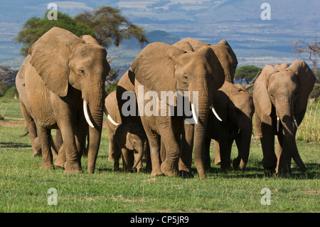 Troupeau des éléphants d'Afrique (Loxodonta africana) marcher vers la caméra. Banque D'Images