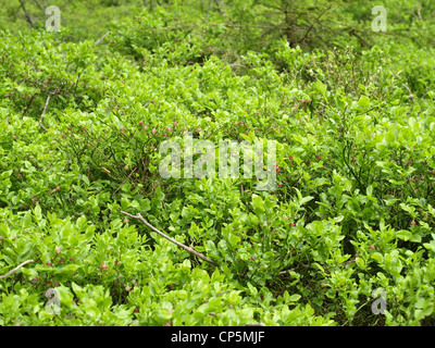 Bush de bleuets au printemps / Vaccinium myrtillus / Heidelbeerstrauch im Frühling Banque D'Images