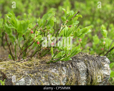 Bush de bleuets au printemps / Vaccinium myrtillus / Heidelbeerstrauch im Frühling Banque D'Images