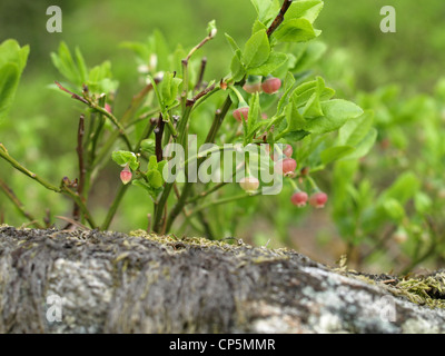 Bush de bleuets au printemps / Vaccinium myrtillus / Heidelbeerstrauch im Frühling Banque D'Images