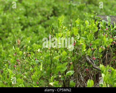 Bush de bleuets au printemps / Vaccinium myrtillus / Heidelbeerstrauch im Frühling Banque D'Images