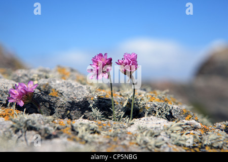 Pink sea thrift sur la rive o l'île d'Iona Banque D'Images