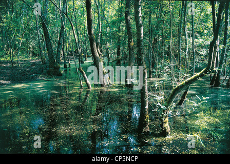 Le Parc National de Circeo Latium BASSIN DE FONTAINE Banque D'Images