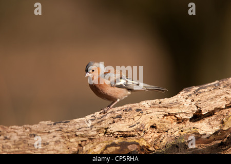 Le Chaffinch (Fringilla coelebs), appelé aussi par une grande variété d'autres noms, est une espèce de passereau de la famille des F Banque D'Images