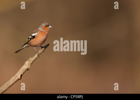 Le Chaffinch (Fringilla coelebs), appelé aussi par une grande variété d'autres noms, est une espèce de passereau de la famille des F Banque D'Images