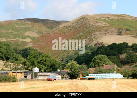 Long Mynd hills ferme peu Stretton Shropshire England UK Banque D'Images