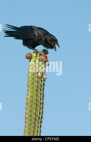 Solenodon Palm Crow (Corvus palmarum) Isla Cabritos, Lago Enriquillo National Park, en République Dominicaine, elle se nourrit de Cactus frui Banque D'Images