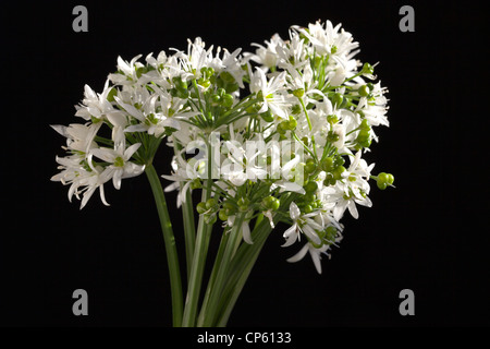 Fleurs d'ail sauvage Banque D'Images