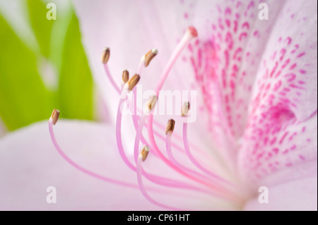 Détail de pistils de fleurs rose Azalea Banque D'Images