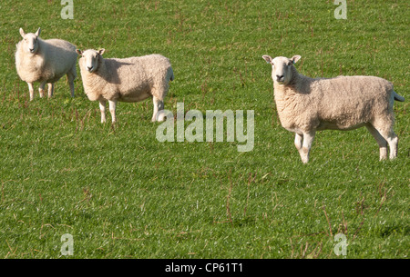 Trois moutons debout dans un champ. Banque D'Images