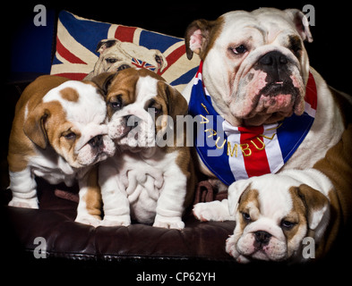 British Bull Dog mère avec ses chiots étaient assis ensemble. Banque D'Images