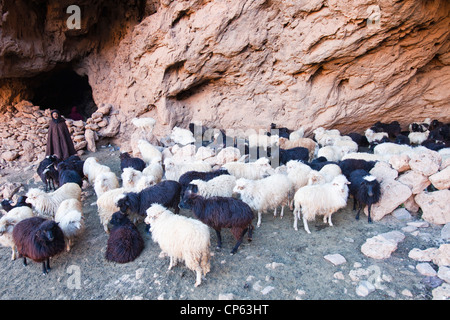 Un berger berbère qui sortent d'une grotte où son troupeau a l'abri pour la nuit dans l'Anti Atlas du Maroc. Banque D'Images