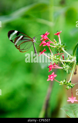 Un Glasswing Butterfly assis sur une fleur à Butterfly World, Klapmuts, Afrique du Sud Banque D'Images