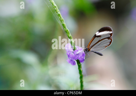 Un Glasswing Butterfly assis sur une fleur à Butterfly World, Klapmuts, Afrique du Sud Banque D'Images