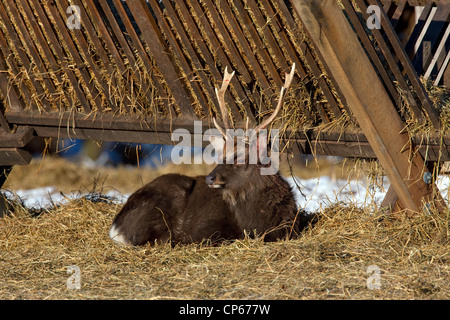 Le japonais le cerf sika (Cervus nippon) stag se reposant dans le foin à la station d'alimentation dans la neige en hiver, Danemark Banque D'Images