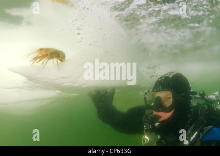 Sous-glaciaires, plongeur plongée sous-marine, plongée sous glace, dans la mer Noire, congelé un phénomène rare, la dernière fois qu'elle s'est produite en 1977, Odessa, Ukraine, Banque D'Images