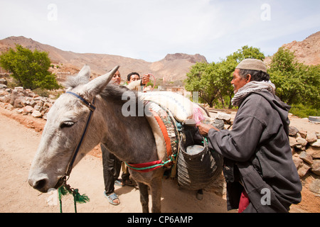 Un mulet chargé dans la région de Djebel Sirwa de l'Anti Atlas montagnes du Maroc, l'Afrique du Nord. Banque D'Images