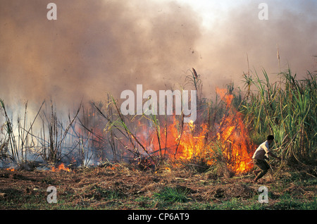 Cuba - Pinar del Rio - Feu dans les champs de canne à sucre de cristalliser le sucre avant la récolte. Banque D'Images