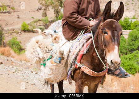 Un homme berbère sur une mule transportant un mouton dans une sacoche dans l'Anti Atlas montagnes du Maroc. Banque D'Images