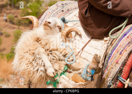 Un homme berbère sur une mule transportant un mouton dans une sacoche dans l'Anti Atlas montagnes du Maroc. Banque D'Images