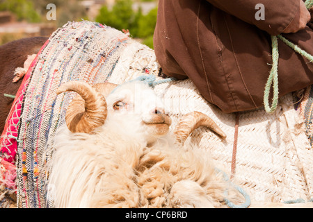 Un homme berbère sur une mule transportant un mouton dans une sacoche dans l'Anti Atlas montagnes du Maroc. Banque D'Images