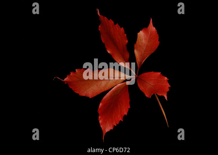 Feuille de vigne vierge, Parthenocissus quinquefolia, à l'automne, prises dans le Berkshire, Angleterre sur fond noir Banque D'Images