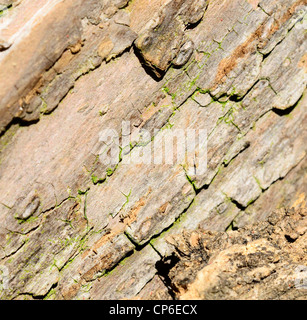 Closeup shot of old l'écorce des arbres. Banque D'Images