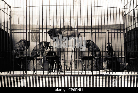 Ennuyer dompteur dans la cage aux lions Banque D'Images