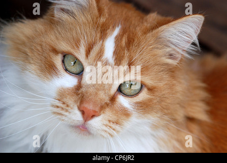 Portrait de chat, de couleur orange et blanc. Nom : Sam Banque D'Images