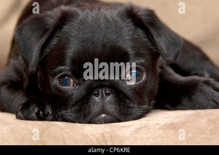 Un gros plan d'une 3 mois chiot carlin noir avec sa tête vers le bas. Banque D'Images