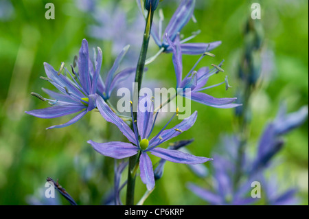Camassia bleu des fleurs au printemps Banque D'Images