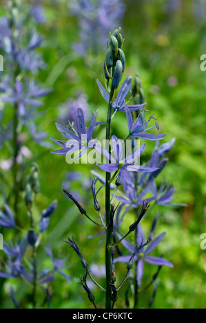 Camassia bleu des fleurs au printemps Banque D'Images