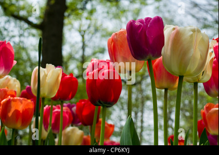 Tulipes colorées vibrantes avec sky Banque D'Images