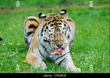 Un tigre manger son dîner. Prises au Parc Safari de Longleat. Banque D'Images