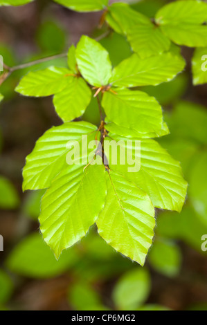 Feuilles de hêtre au printemps Banque D'Images