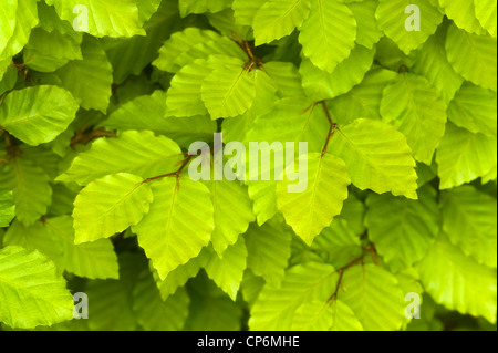 Feuilles de hêtre au printemps Banque D'Images