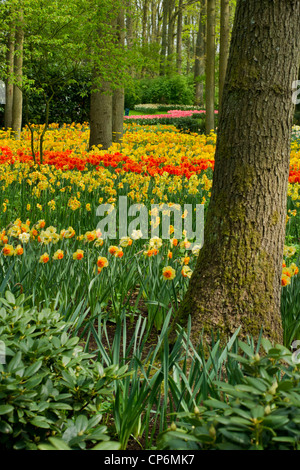 Les tulipes entre les arbres dans le Keukenhof Banque D'Images