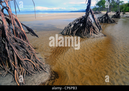 Les mangroves à l'embouchure de la rivière Daintree, Queensland du nord, Australie Banque D'Images