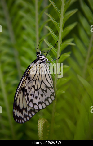 'Idée Leuconoe' butterfly reposant sur une feuille avec les ailes fermées à Butterfly World, Klapmuts, Afrique du Sud Banque D'Images