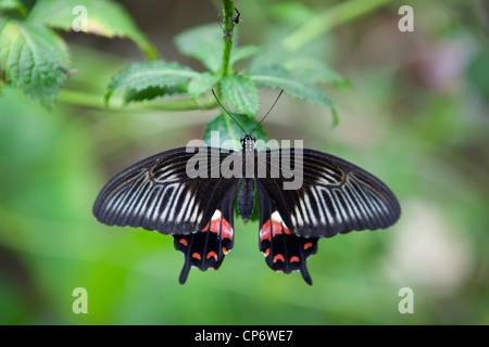 Un papillon noir avec des motifs rouges et blanches sur les ailes, à Butterfly World, Klapmuts, Afrique du Sud Banque D'Images