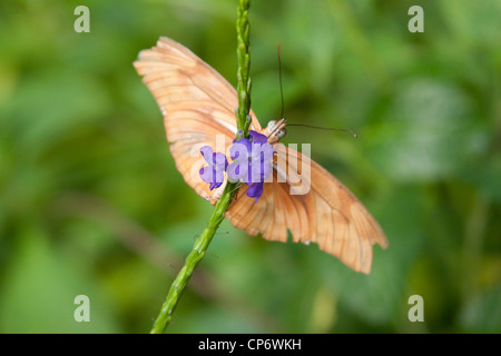 Flamme Orange Papillons assis sur une fleur pourpre, à Butterfly World, Klapmuts, Afrique du Sud. Banque D'Images