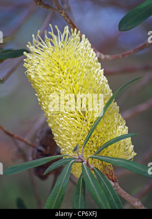 Banksia fleur jaune Banque D'Images