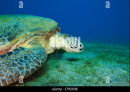 Tortue verte le pâturage dans la mer Rouge en Egypte Banque D'Images