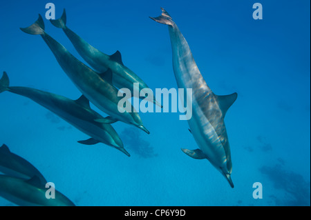 Les dauphins en mer Rouge, Egypte Banque D'Images