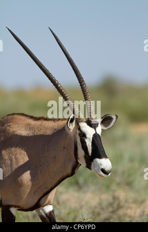 Gemsbok (oryx mâle) portrait Banque D'Images