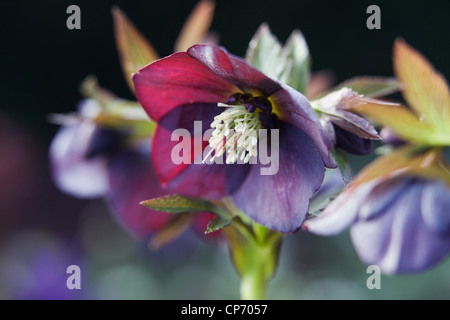 Un nommé Hellebore Helleborus x hybridus 'Harvington Red' Banque D'Images