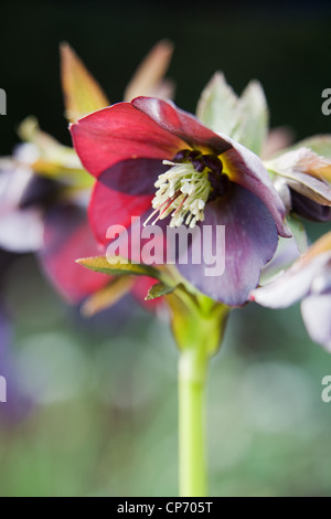 Un nommé Hellebore Helleborus x hybridus 'Harvington Red' Banque D'Images