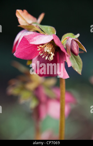 Un nommé Hellebore Helleborus x hybridus 'Harvington Red' Banque D'Images