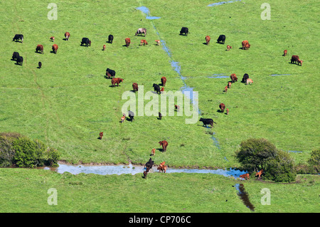 Le pâturage du bétail dans la Cuckmere Valley dans l'East Sussex Banque D'Images