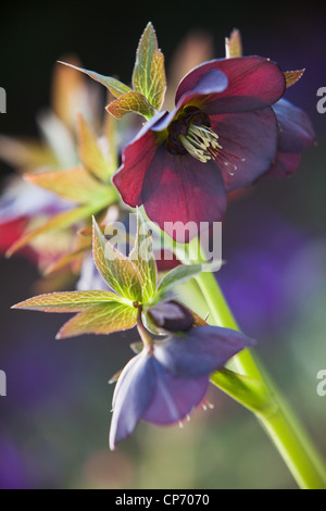 Un nommé Hellebore Helleborus x hybridus 'Harvington Red' Banque D'Images